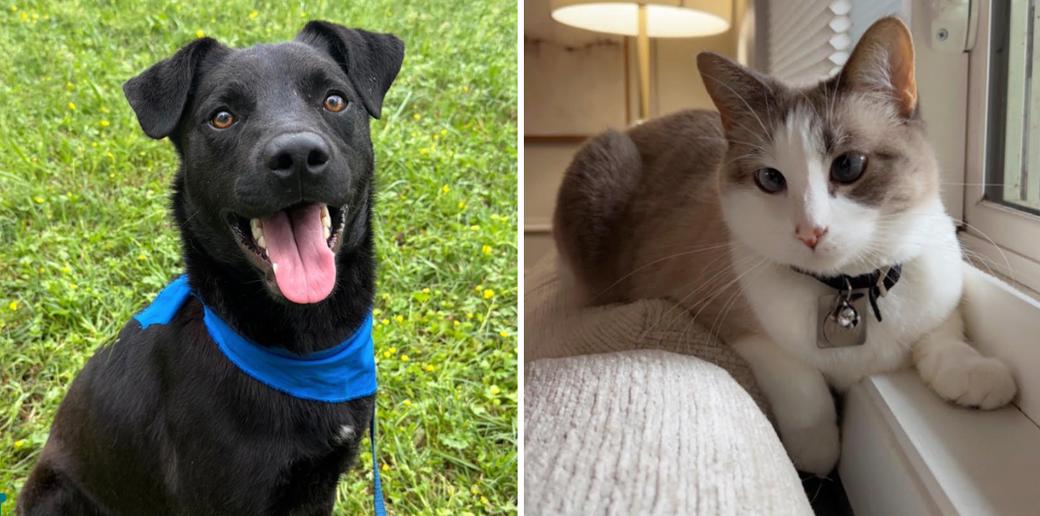 Diptych of black dog sitting on grass, and cat lying on furniture near window