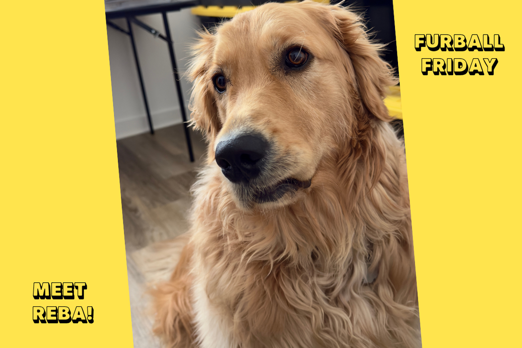 A golden retriever with her lips folded under, giving her a disappointed expression.