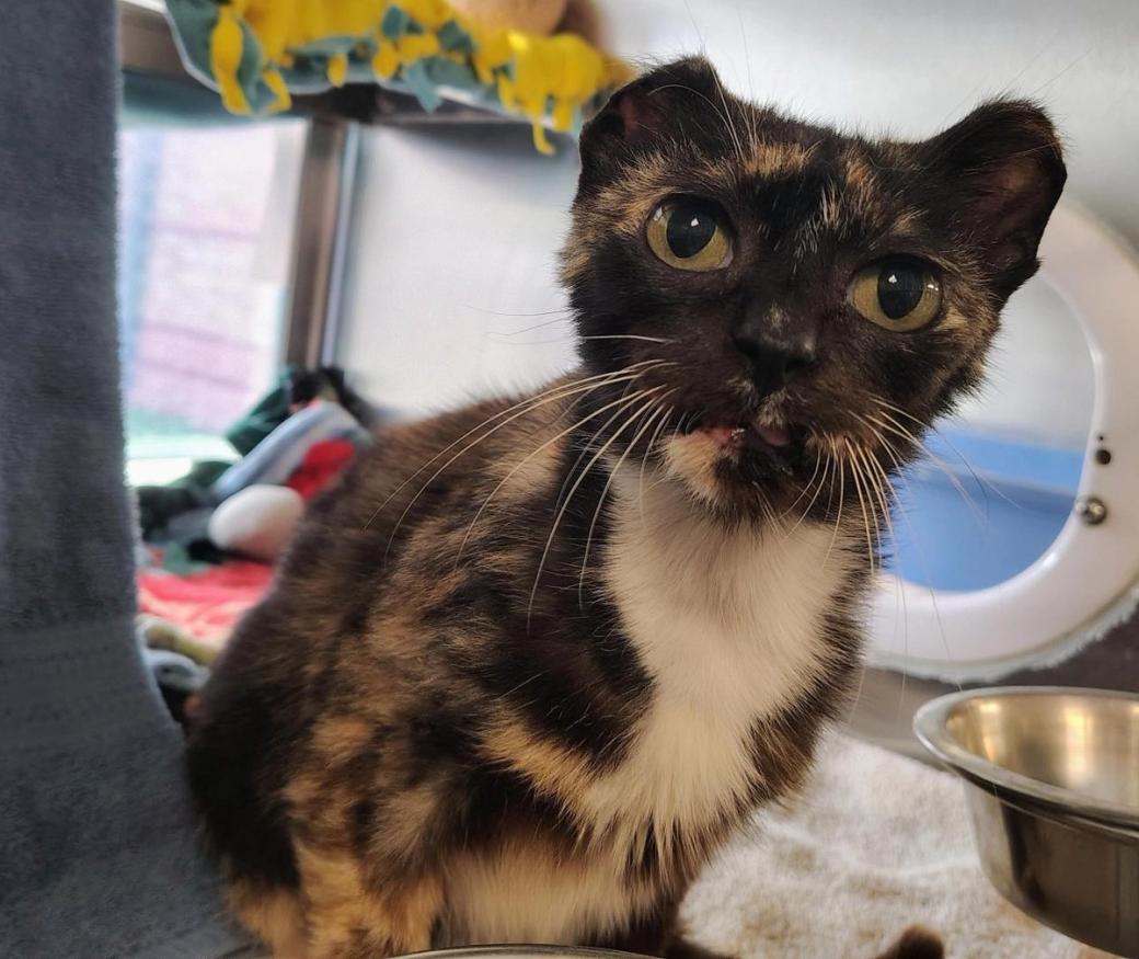 A black, brown and white cat with large eyes looks at the camera.
