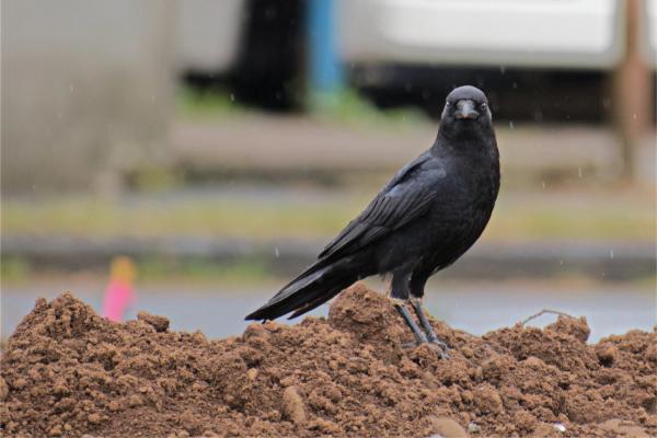 Portland's Crows Are Smarter Than You Think image