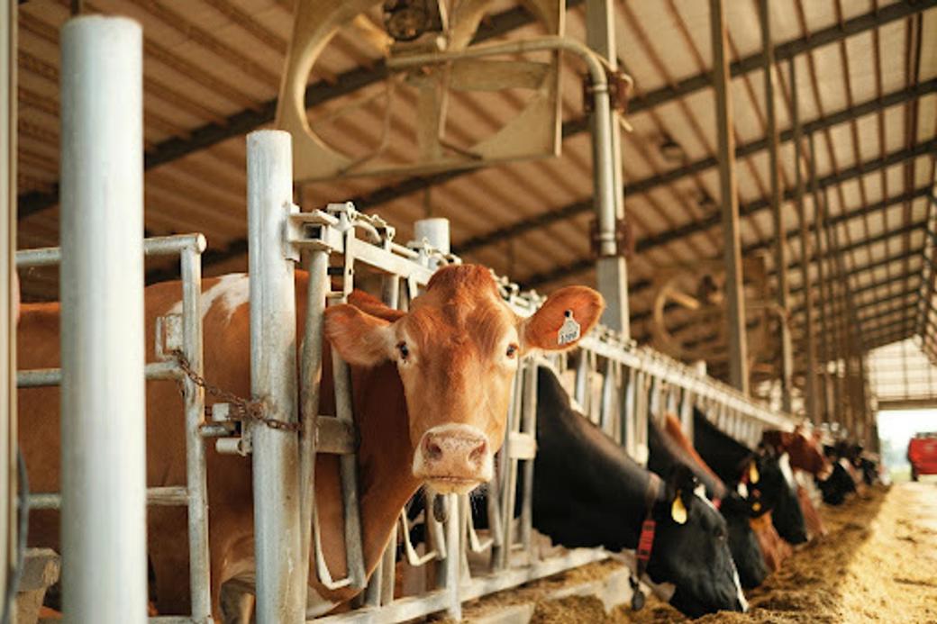 A brown cow looks out from a holding pen.