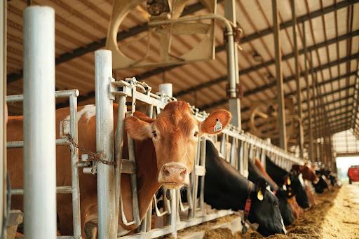 A brown cow looks out from a holding pen.