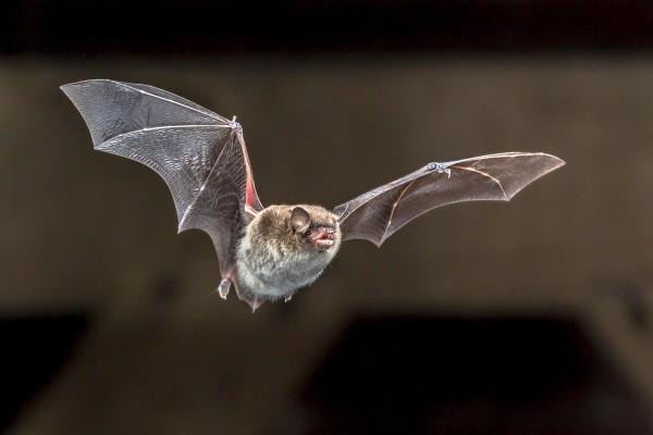 Why We Need to Protect Colorado's Bats image