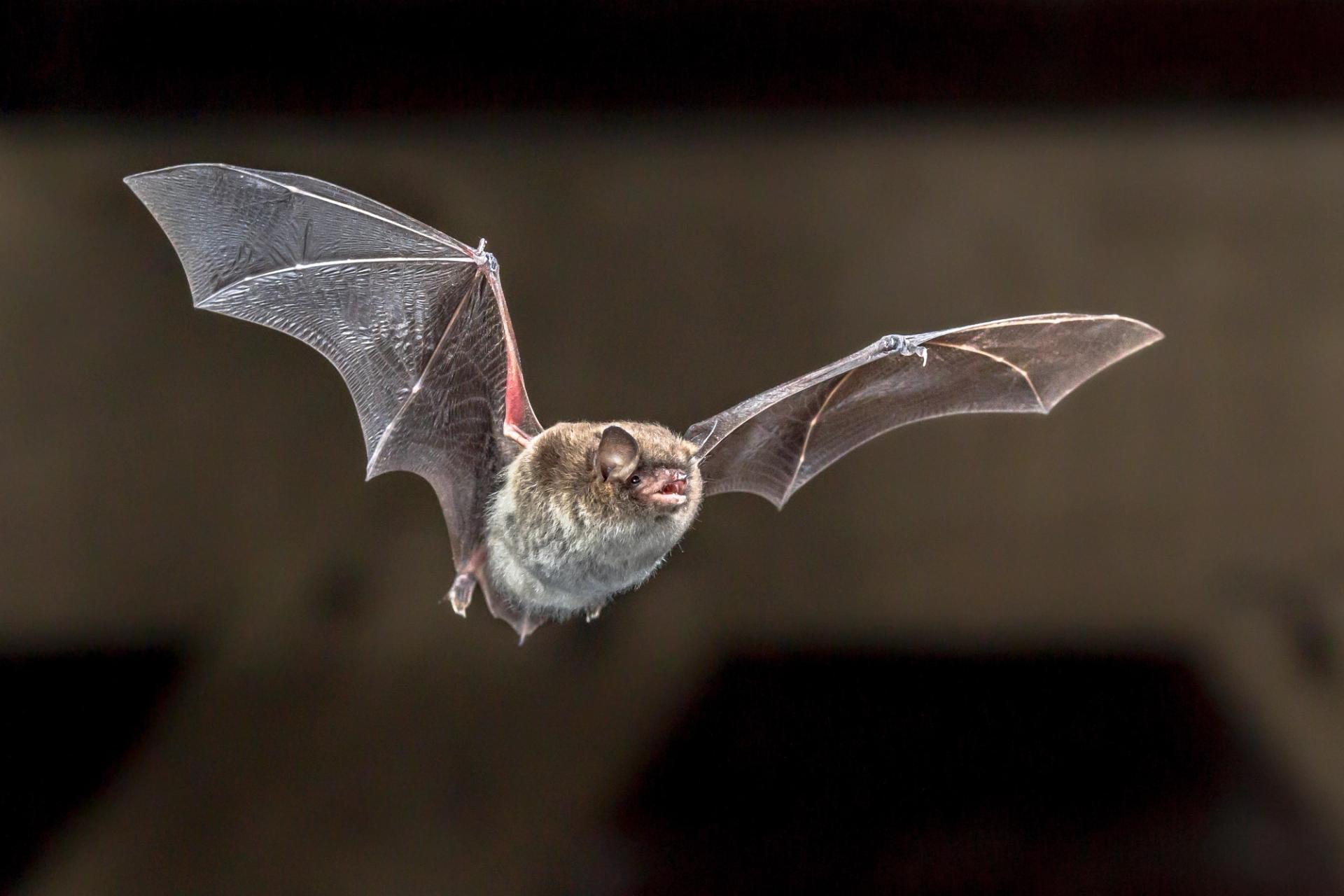 A bat mid-flight.