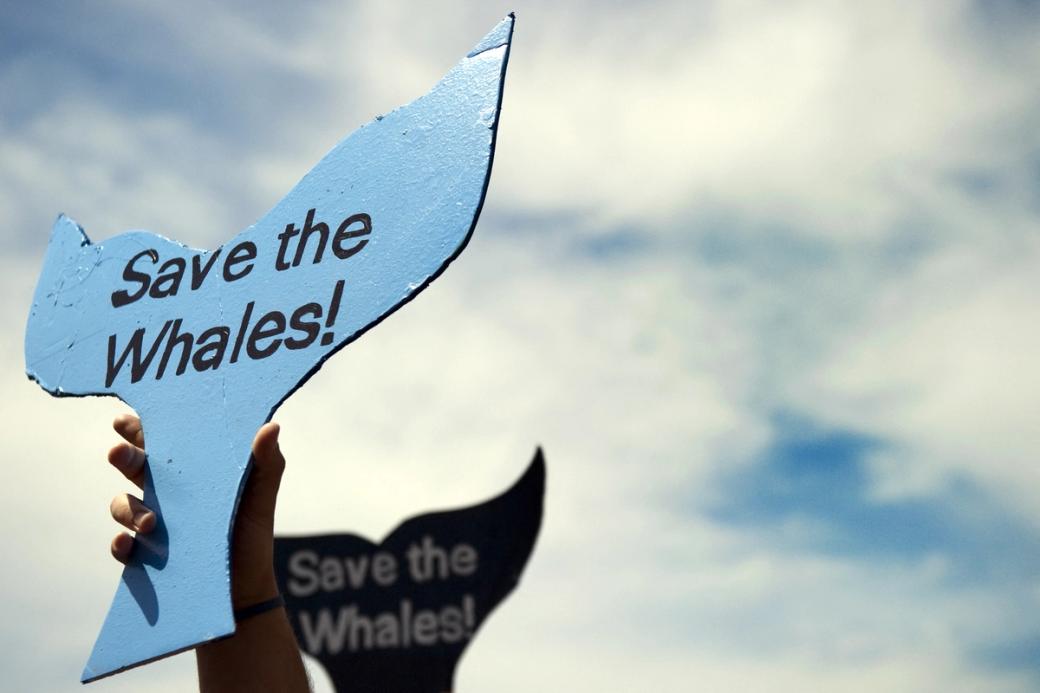 Someone’s hand holds up a sign in the shape of a whale’s tail that says save the whales
