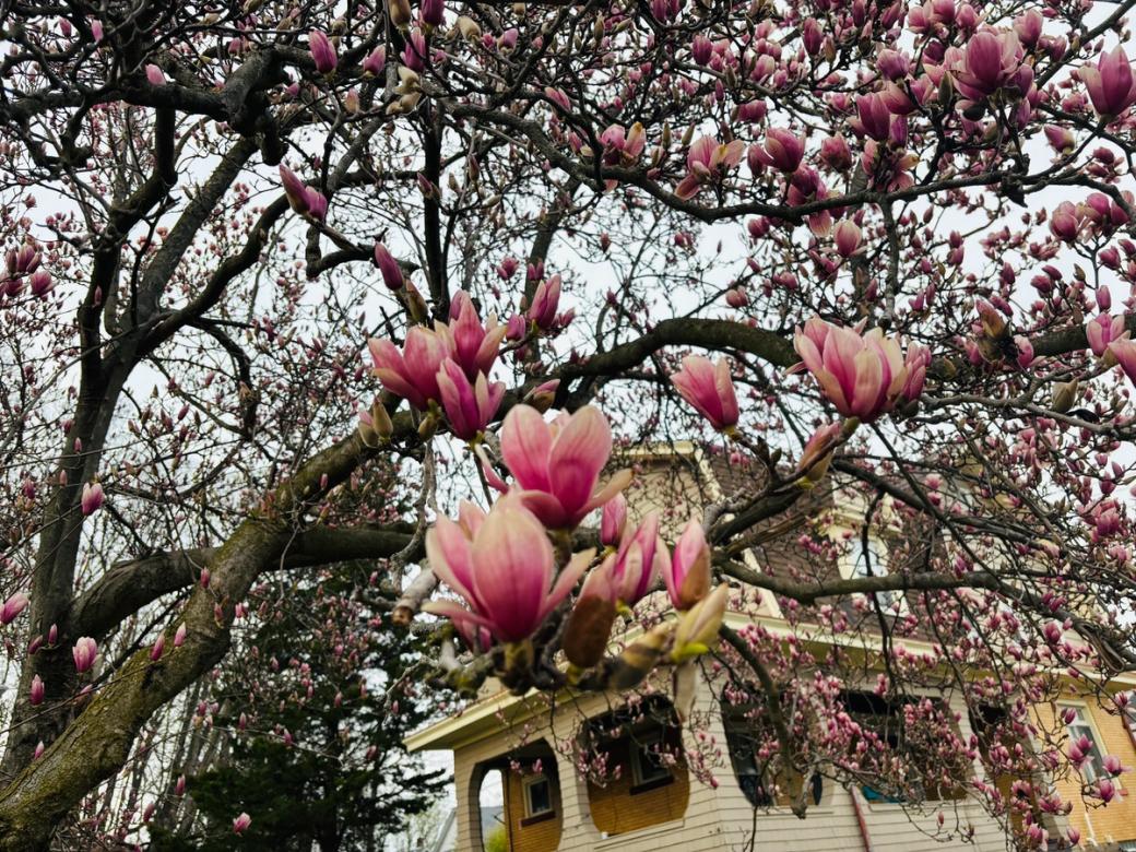 Magnolia tree