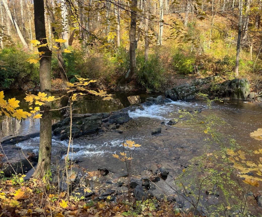 A view of a creek flowing over dark rocks in the creek bed. The surrounding forest is covered with yellowing leaves.
