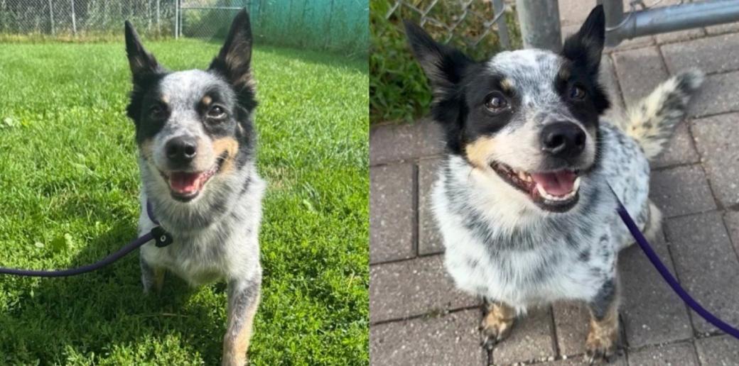 A happy looking black and white Australian Cattle dog mix stares at the camera on a leash outdoors.