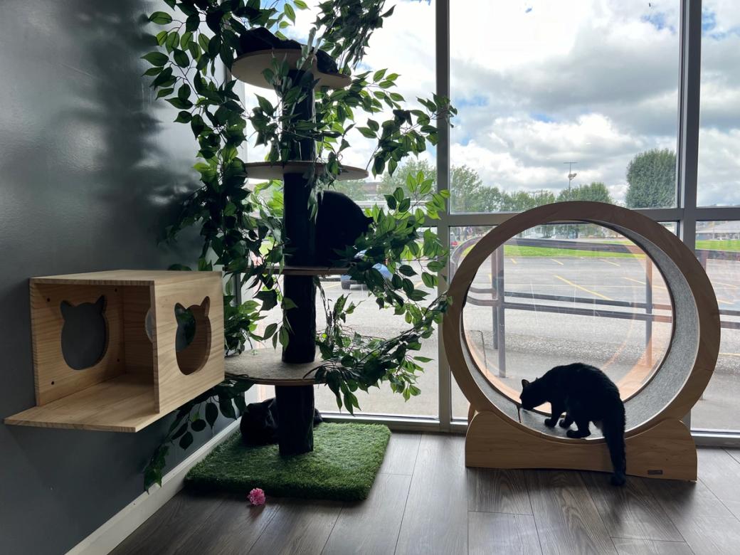 Three black cats enjoying an enrichment area in front of a large floor-to-ceiling window. One cat walks inside a large circular wooden exercise wheel, another perches on a tall multi-level cat tree wrapped in cascading artificial green vines, and a third sits at the base of the tree on a green grass mat. A wall-mounted wooden cat cube with cat-face-shaped cutout openings is visible on the left.