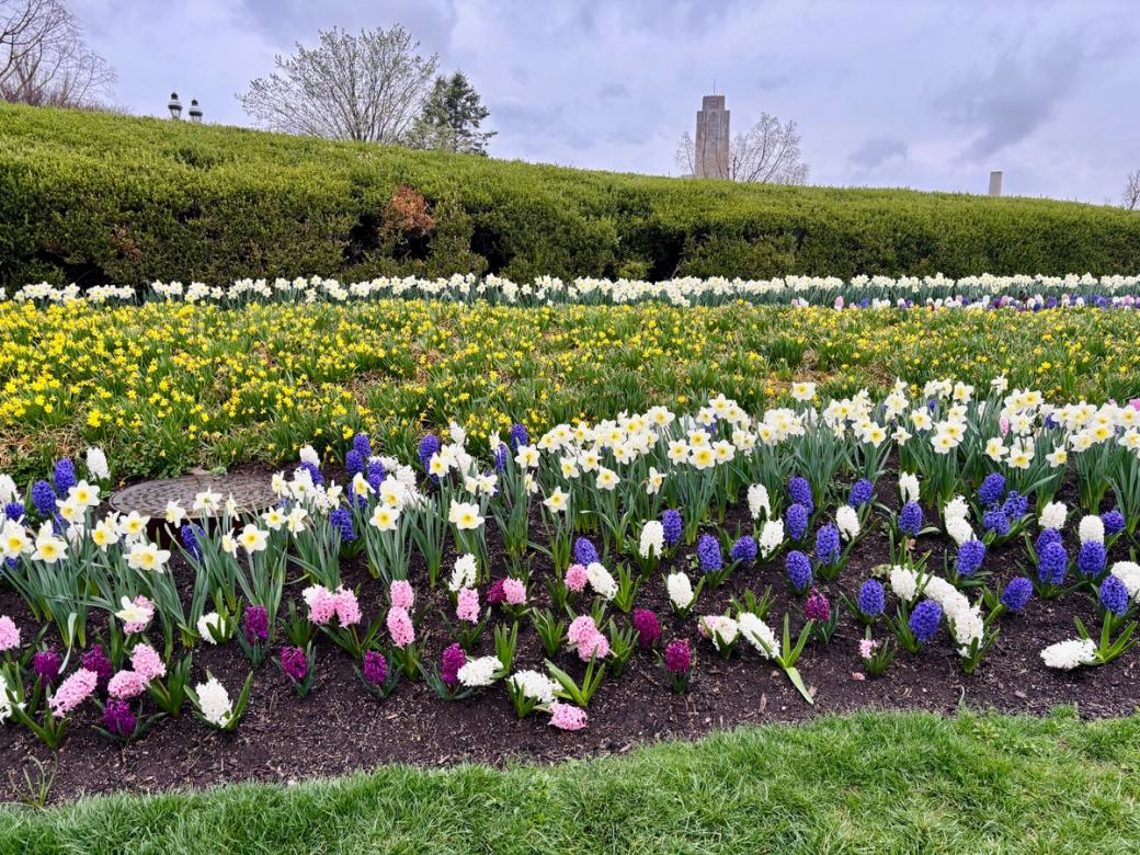tulips at Phipps Conservatory