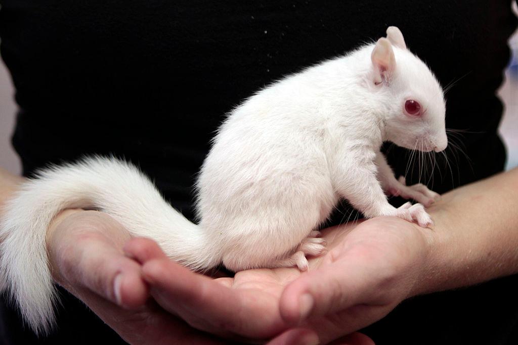 Albino squirrel is in someone's hands