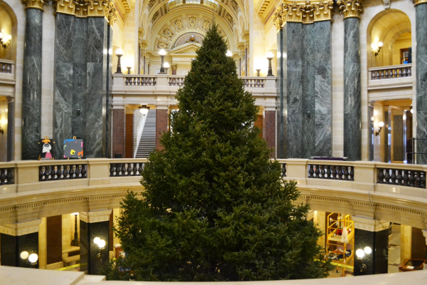 Meet the Capitol Holiday Tree image