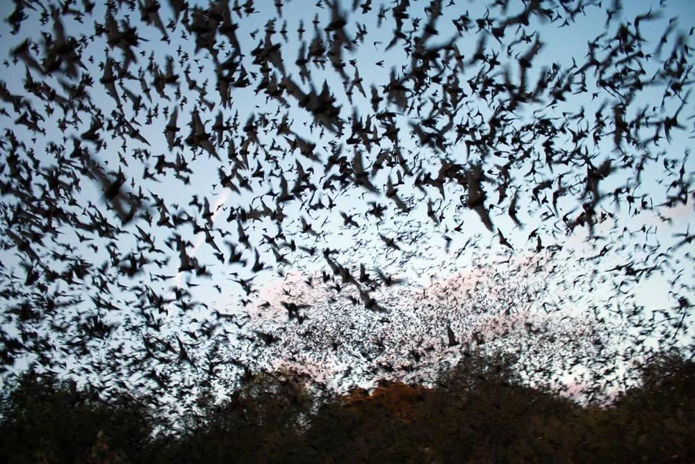 Thousands of bats fly in the sky.