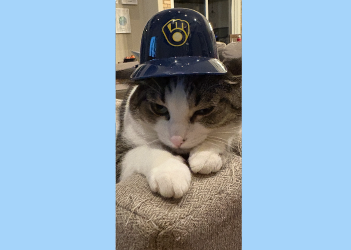 A tabby cat with her paws in front of her on a couch, she is wearing a plastic brewers helmet. Around the photo is a blue border.
