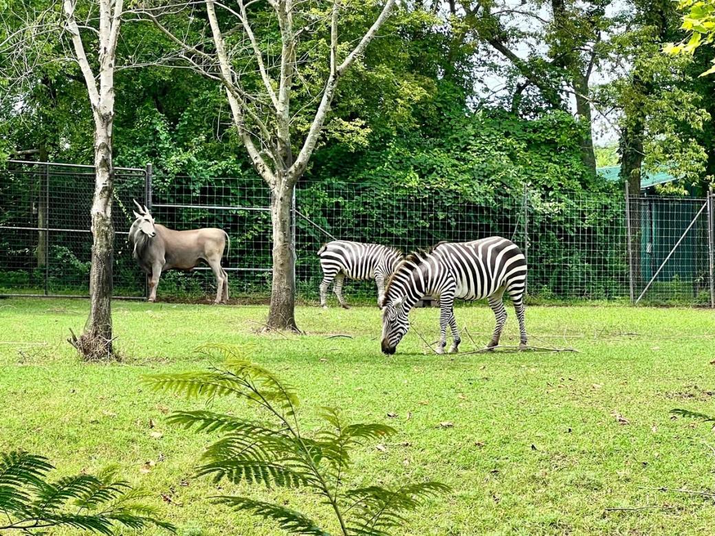 Two zebras and an eland graze in a grassy field surrounded by a fence and trees.