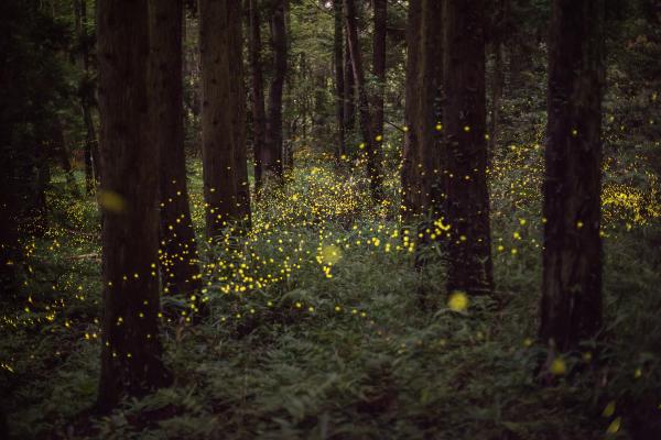 Yes, Colorado Does Have Fireflies!  image