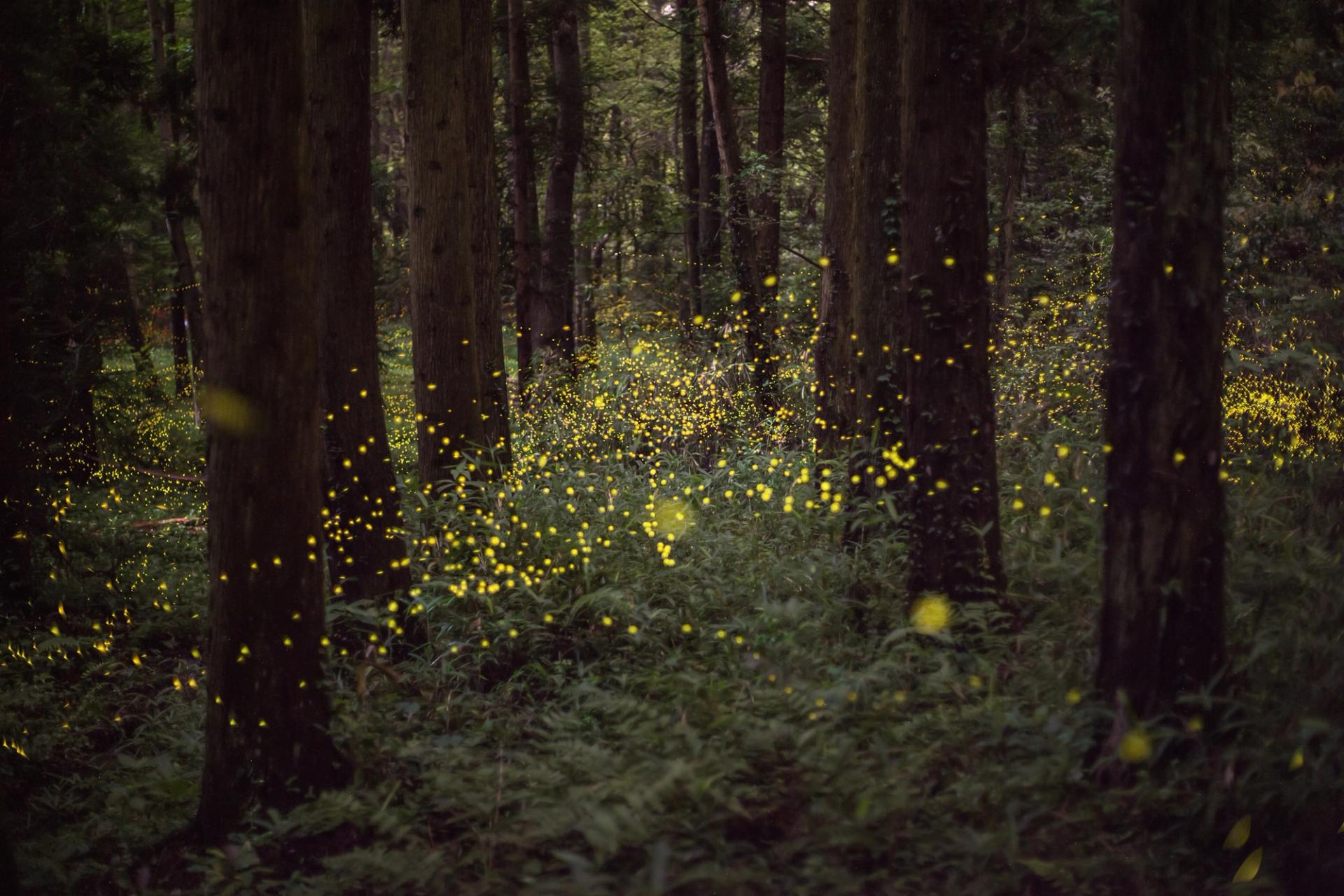 Fireflies lighting up a dark forest