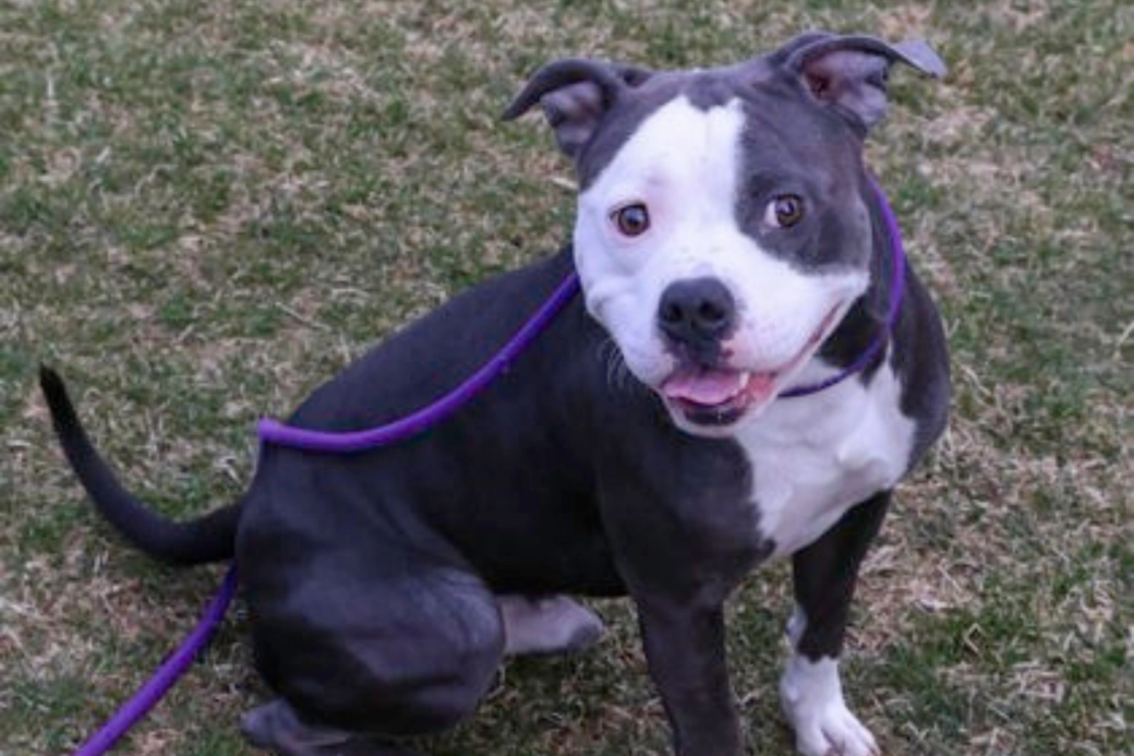 A black and white dog on a purple leash.