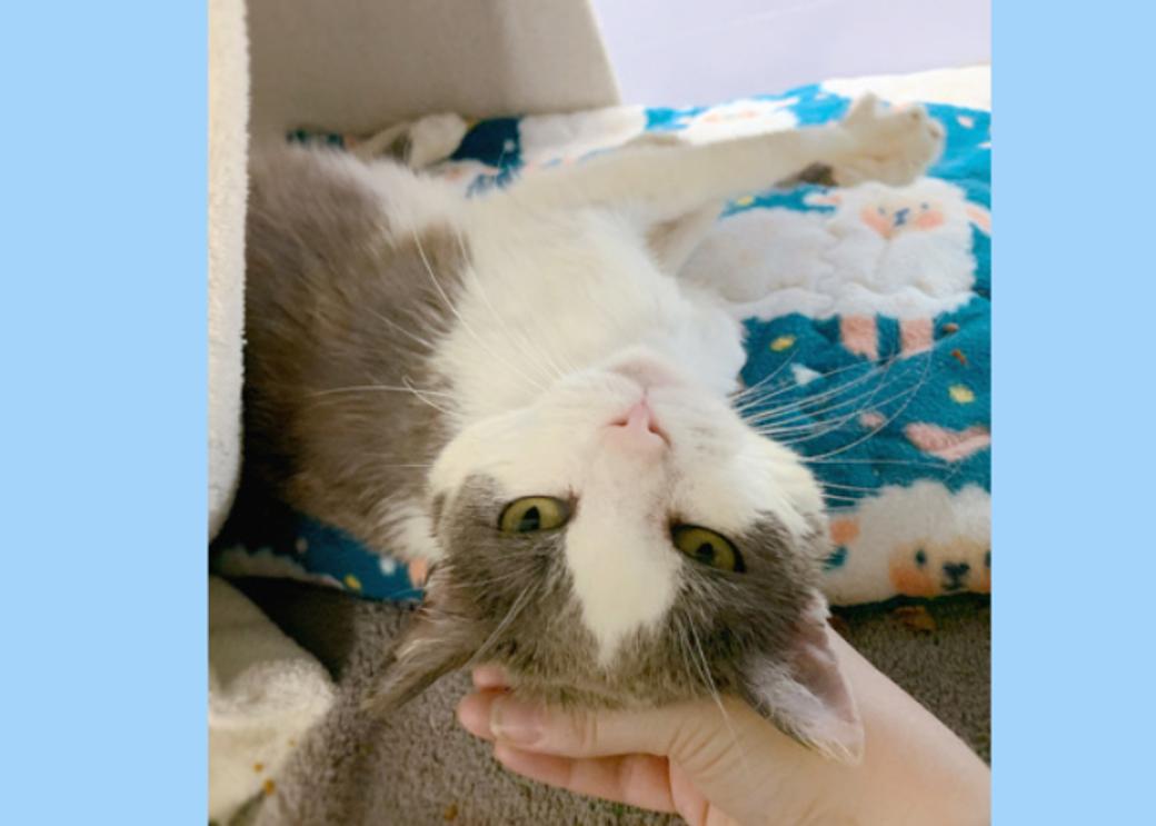 A grey and white cat rolls over on its back for petting.