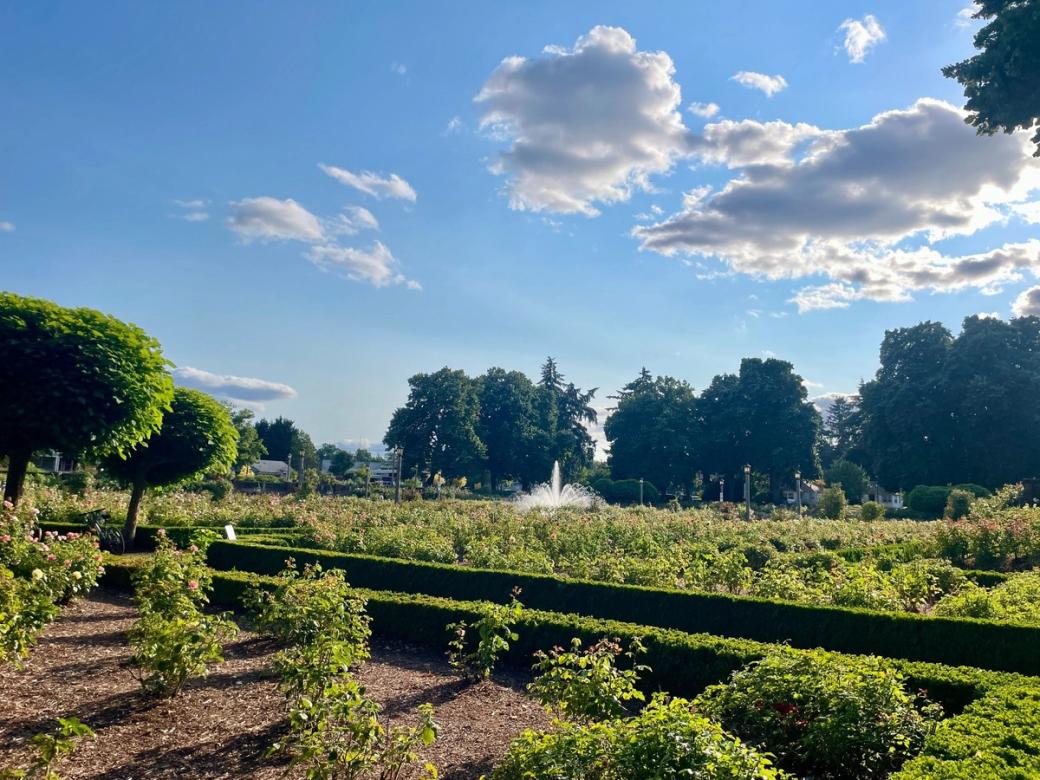 A well-manicured rose garden under a partly cloudy sky with a water fountain and trees in the distance.
