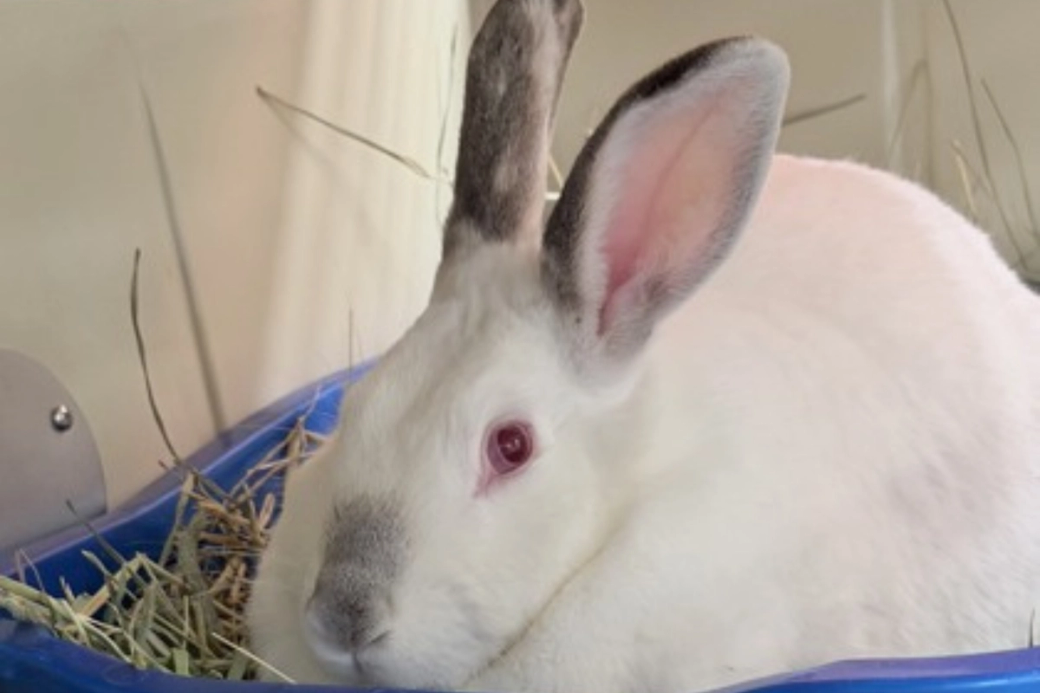 A white rabbit on a blue blanket.