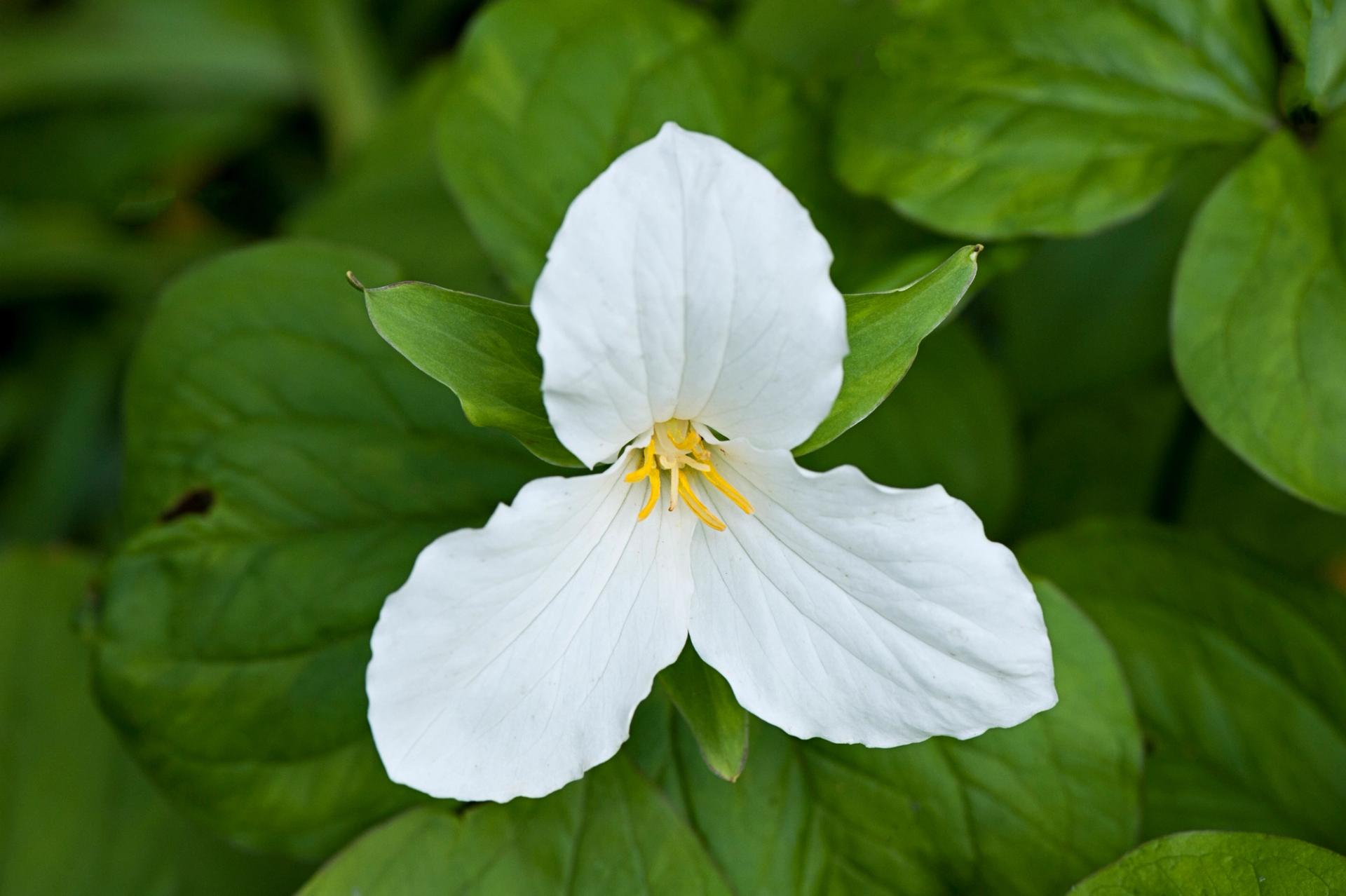Trillium in bloom. (Jacky Parker Photography / Getty Images)