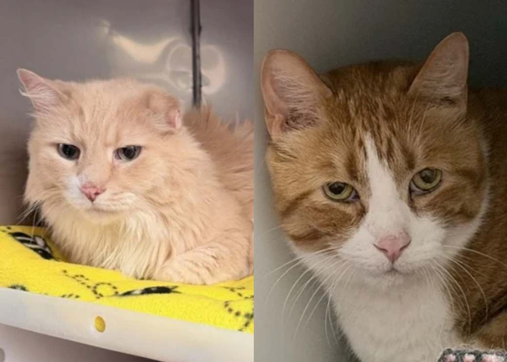 Two cats - one light-colored, one brown and white.