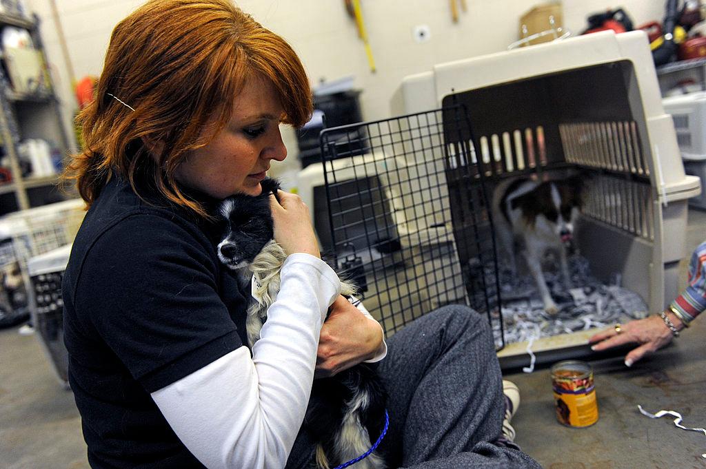 A Denver Dumb Friends League employee snuggles a rescued Papillon