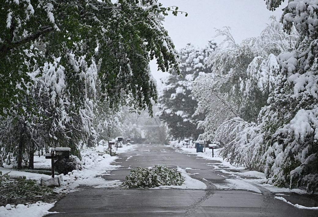 Snow-covered trees line a residential street in Denver following a winter storm.