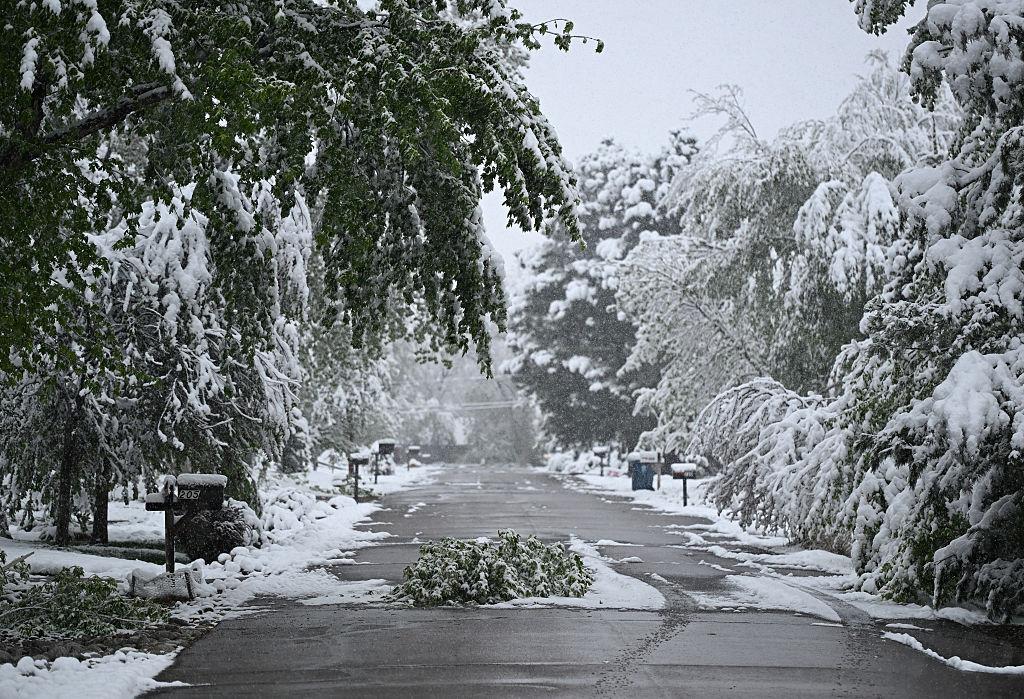 Snow-covered trees line a residential street in Denver following a winter storm.