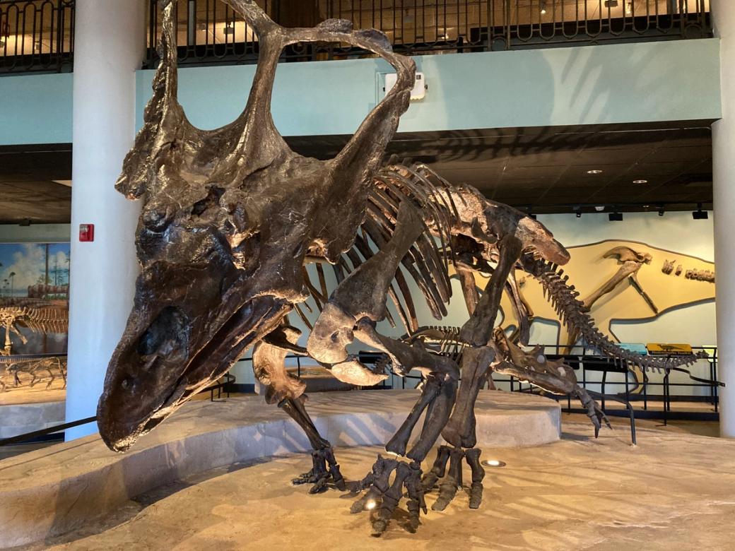 A fossilized triceratops is on display.