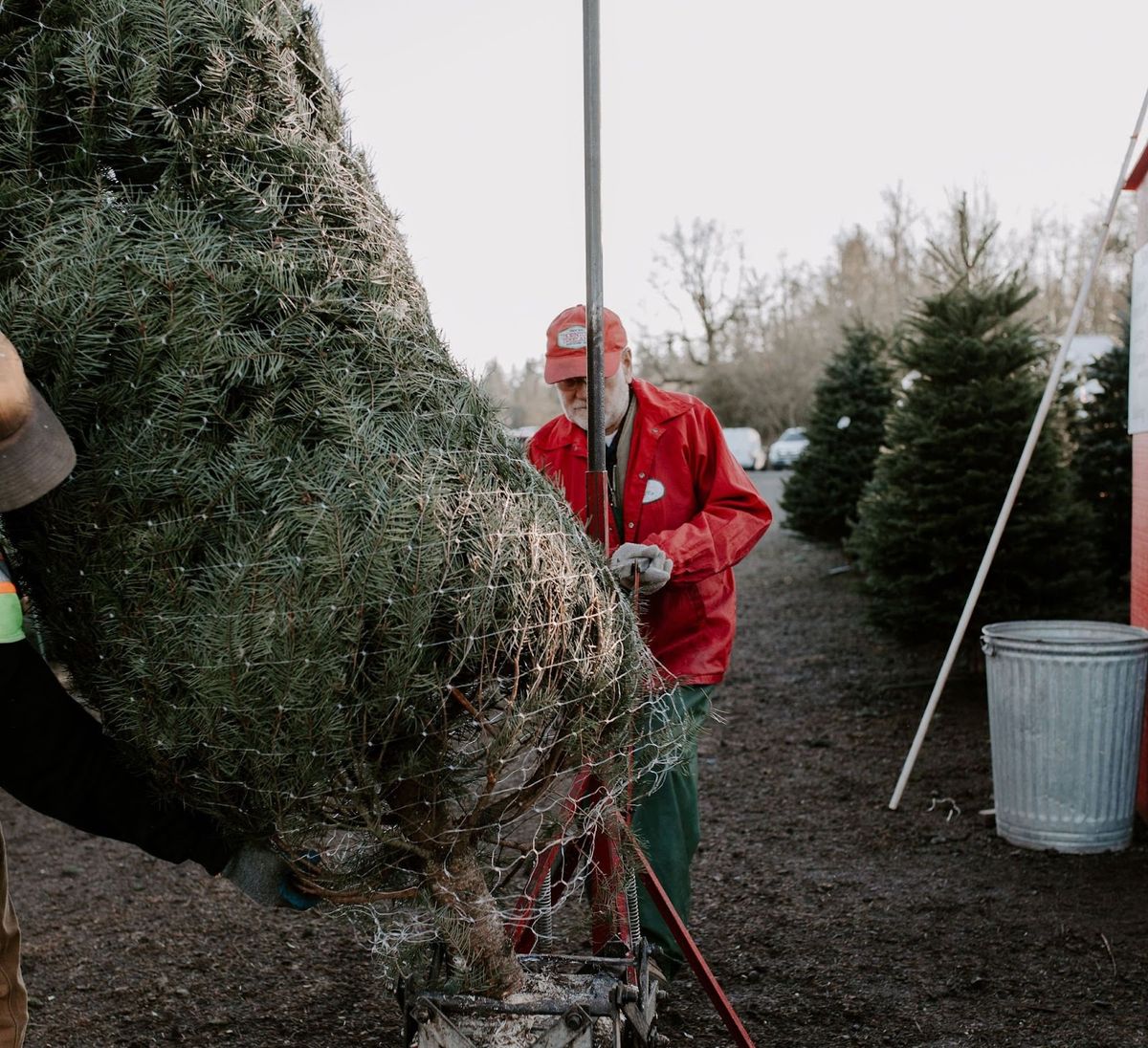 A Portland Guide to Cutting Your Own Christmas Tree City Cast Portland