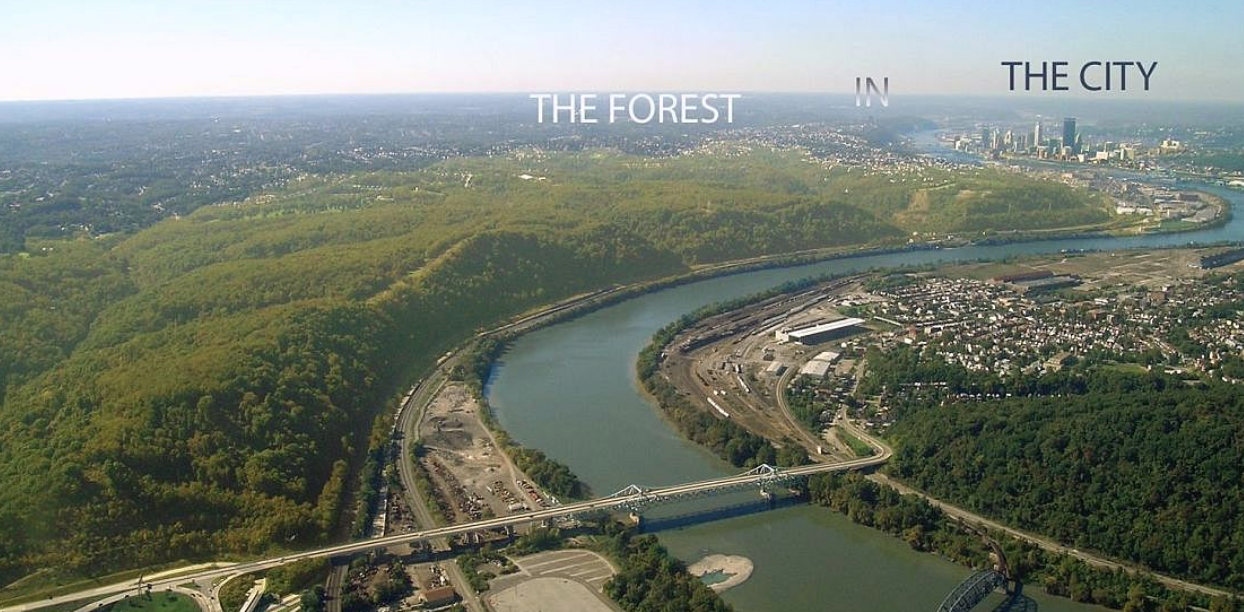 Hays Woods Park The forest in the city