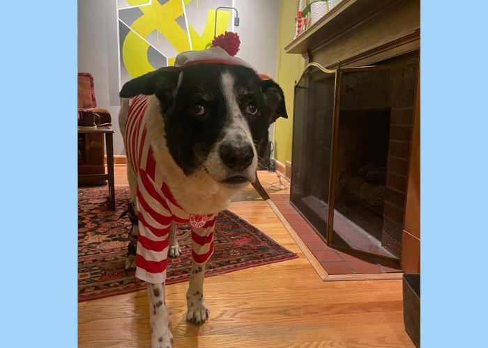 A dog in a red and white striped top and a white hat with a red pompom is in a living room with a fireplace to his right and a couch in the background to his left. Surrounding the photo is a blue background.