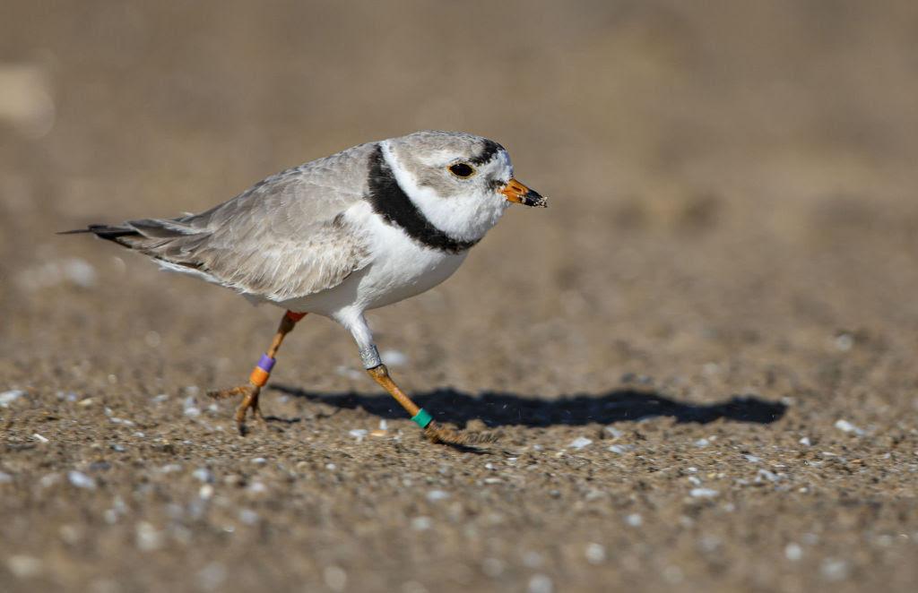 A piping plover on sand