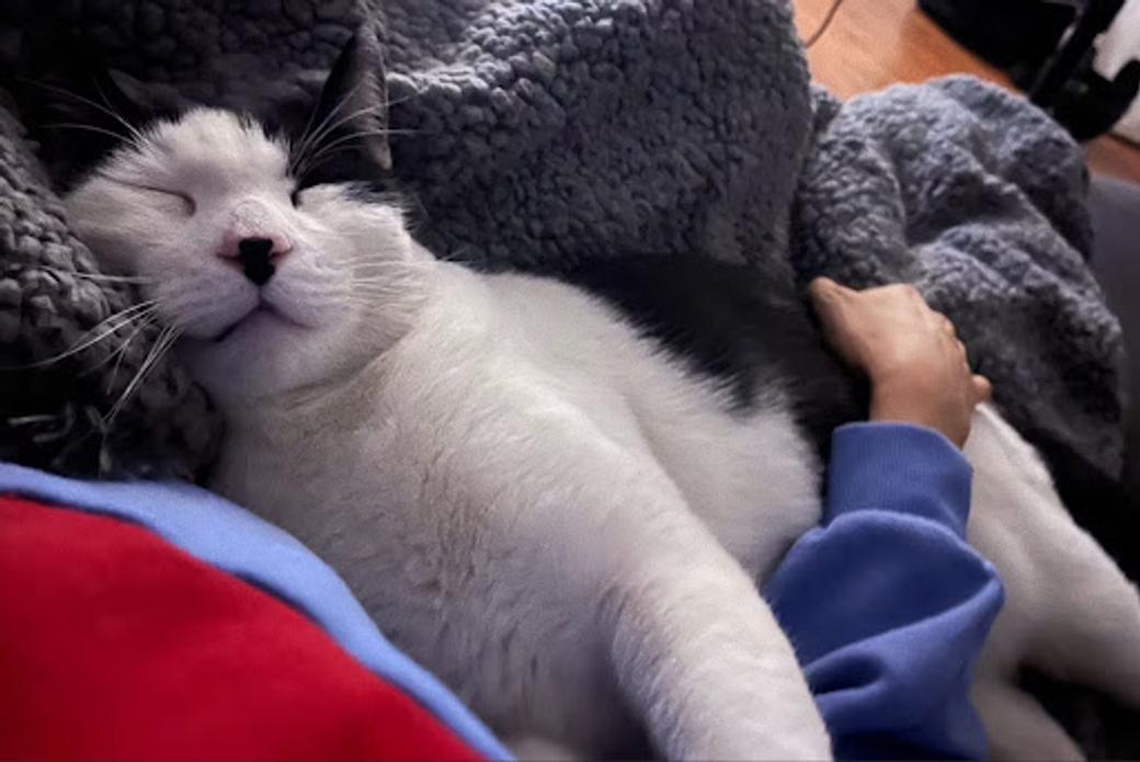 A picture of Oreo sleeping