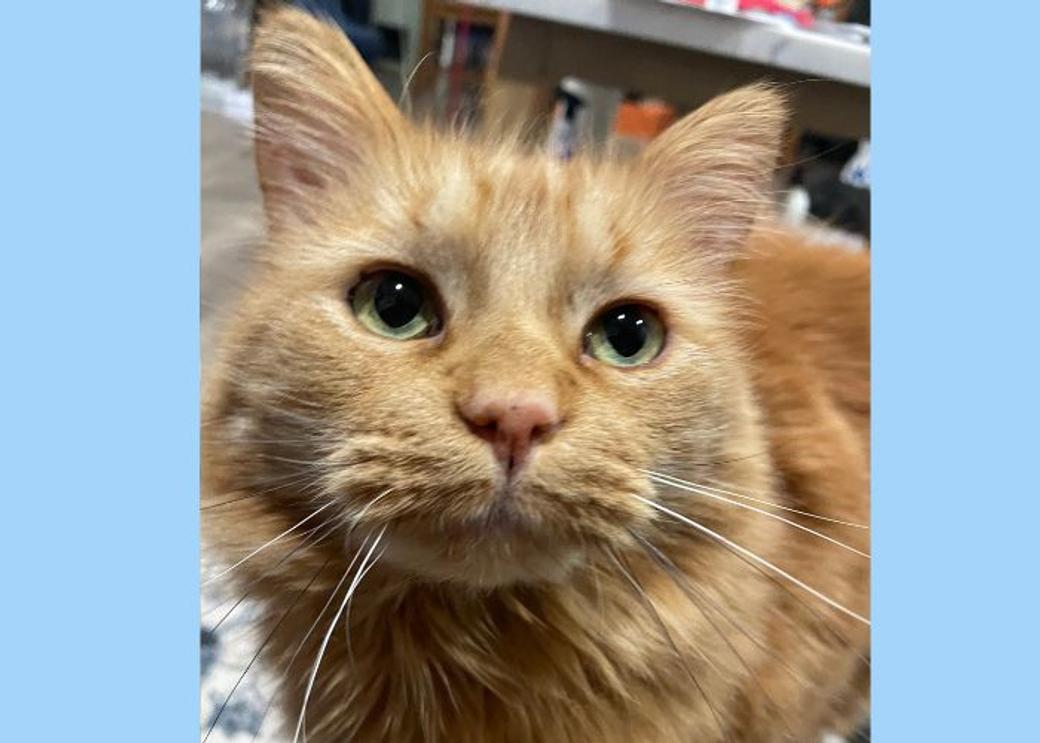 A very cute orange cat looks at the camera with green eyes. 