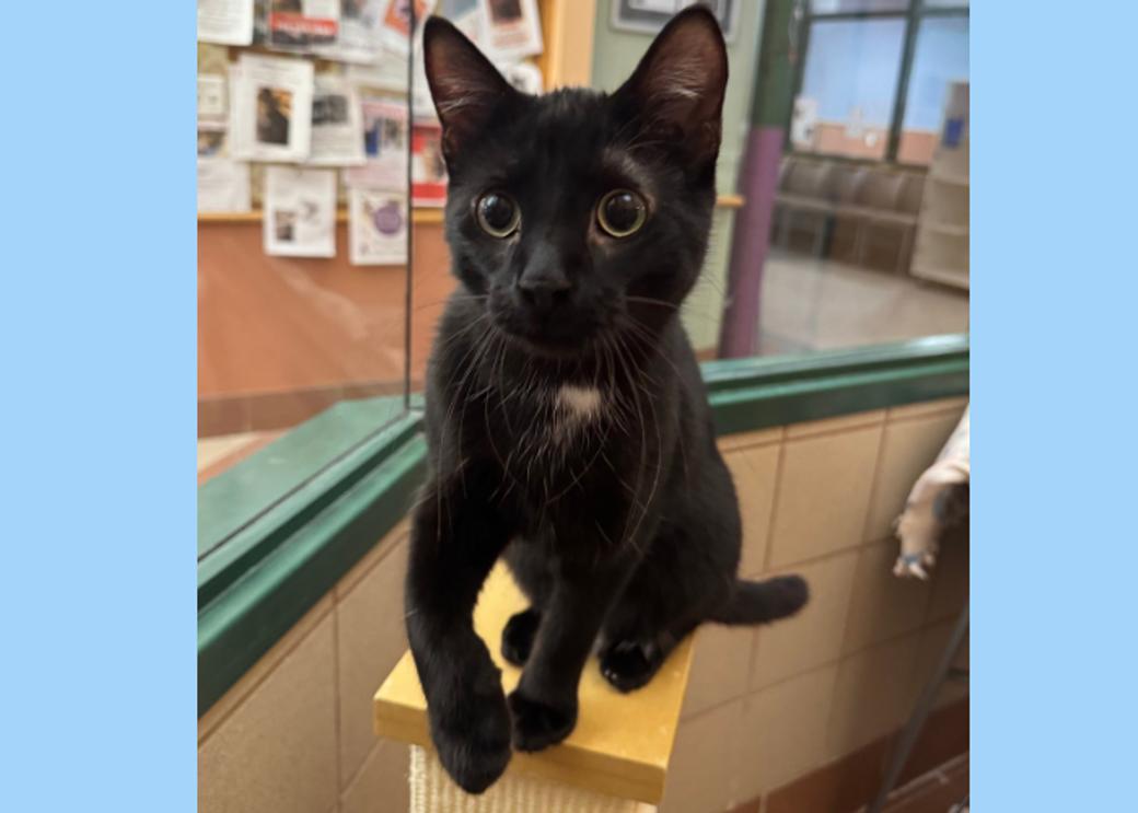 A black cat leaps in the air, ears perked.