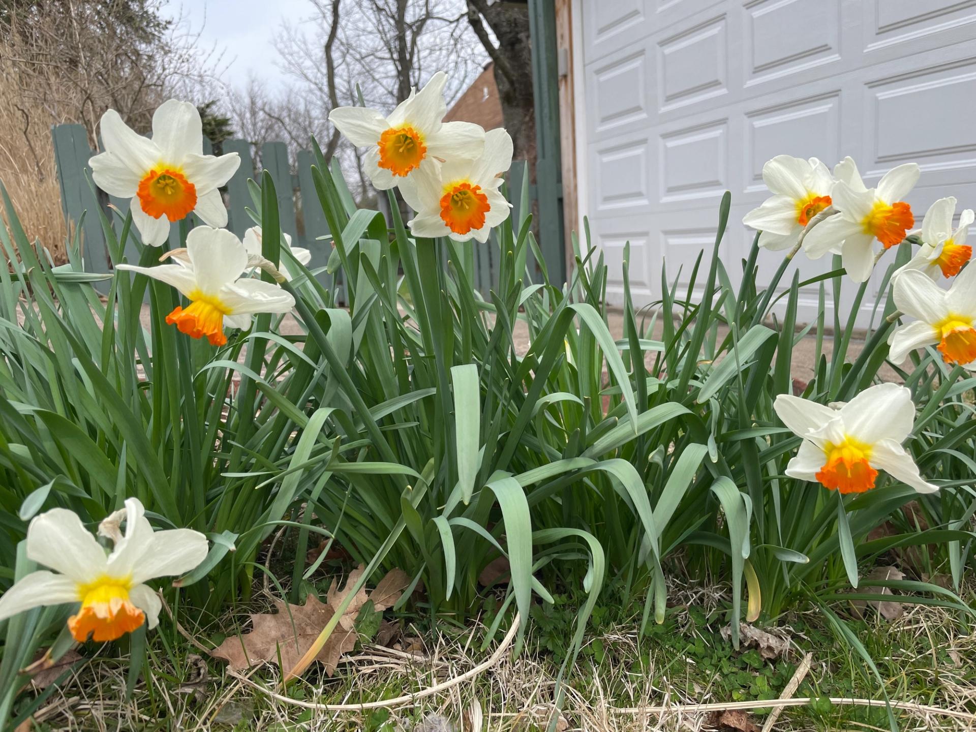 Daffodils will soon bloom in the Burgh. (Francesca Dabecco / City Cast Pittsburgh)