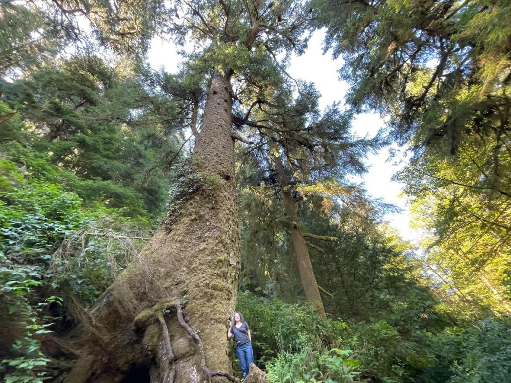 person beside a giant tree