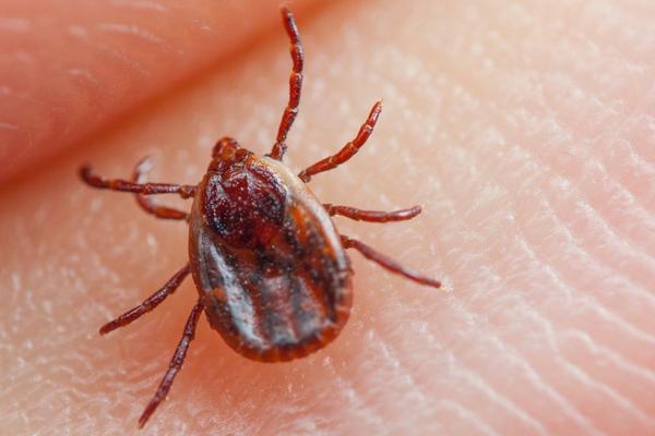 Can You Get Lyme Disease From Utah Ticks? image
