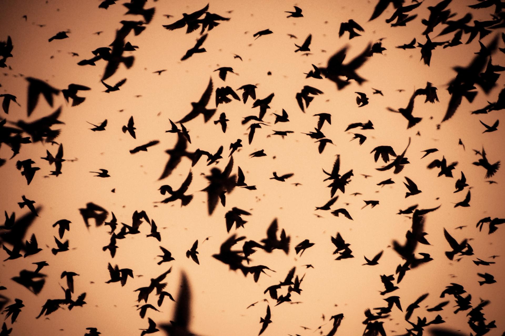 People sitting in camping chairs in a parking lot look up at birds swirling against a blue sky.