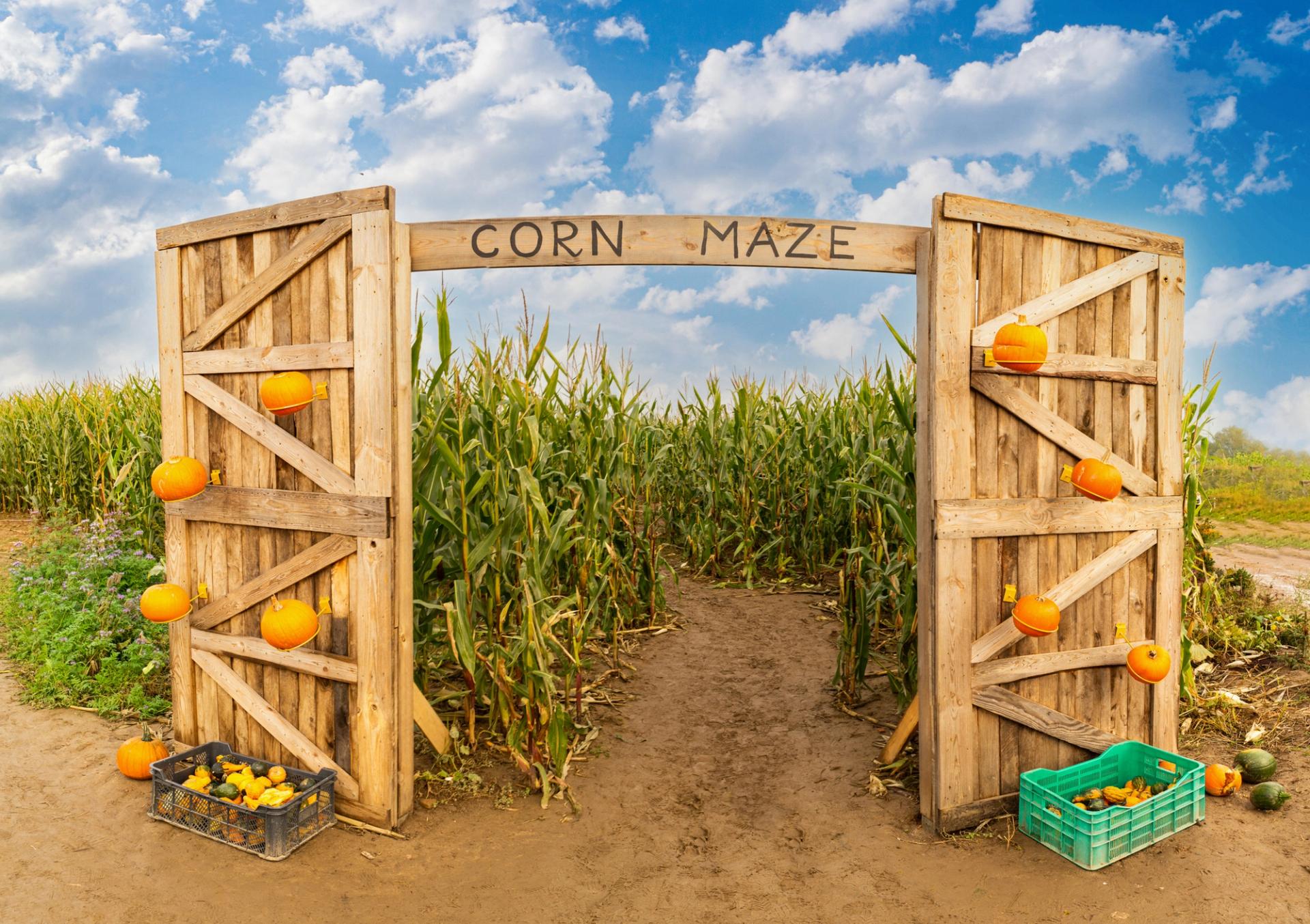 Wooden gate to rustic corn maze. Traditional autumn harvest festival decorations and fun