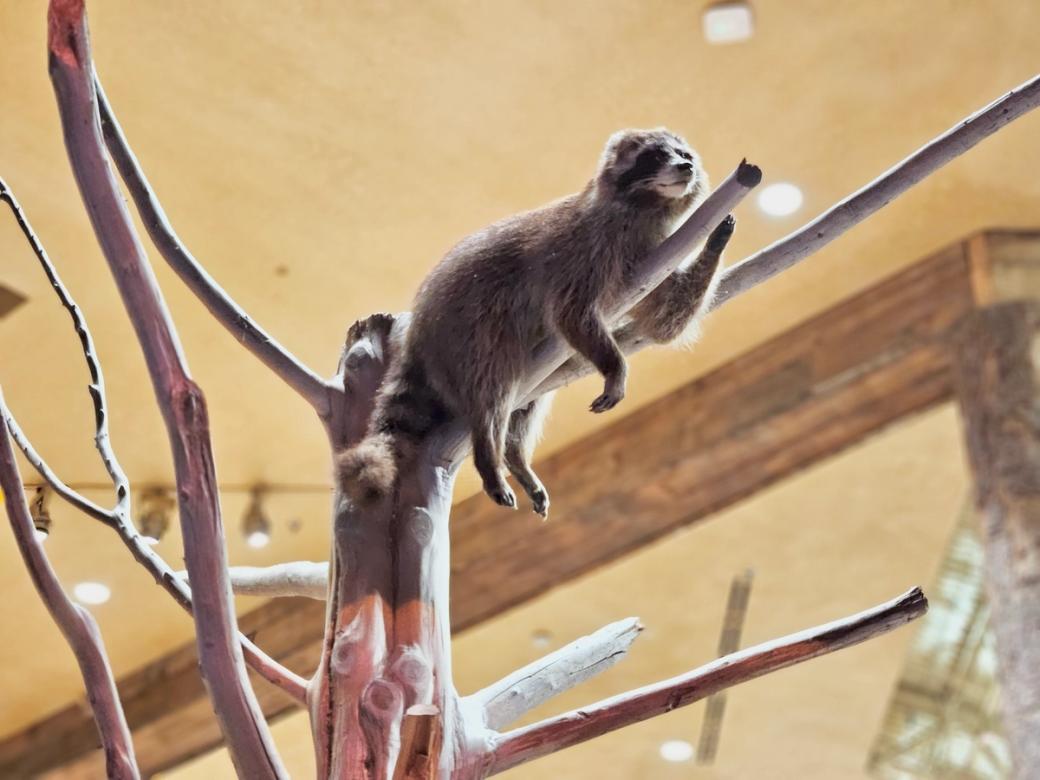 A raccoon hangs from a tree. 