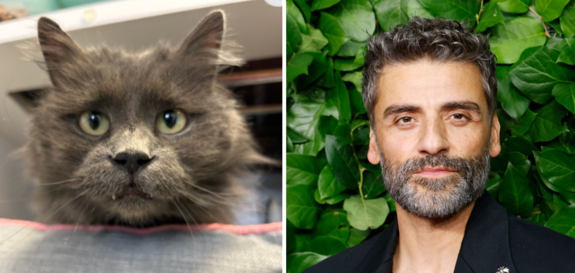 Side by side pics of a gray cat and Oscar Isaac.