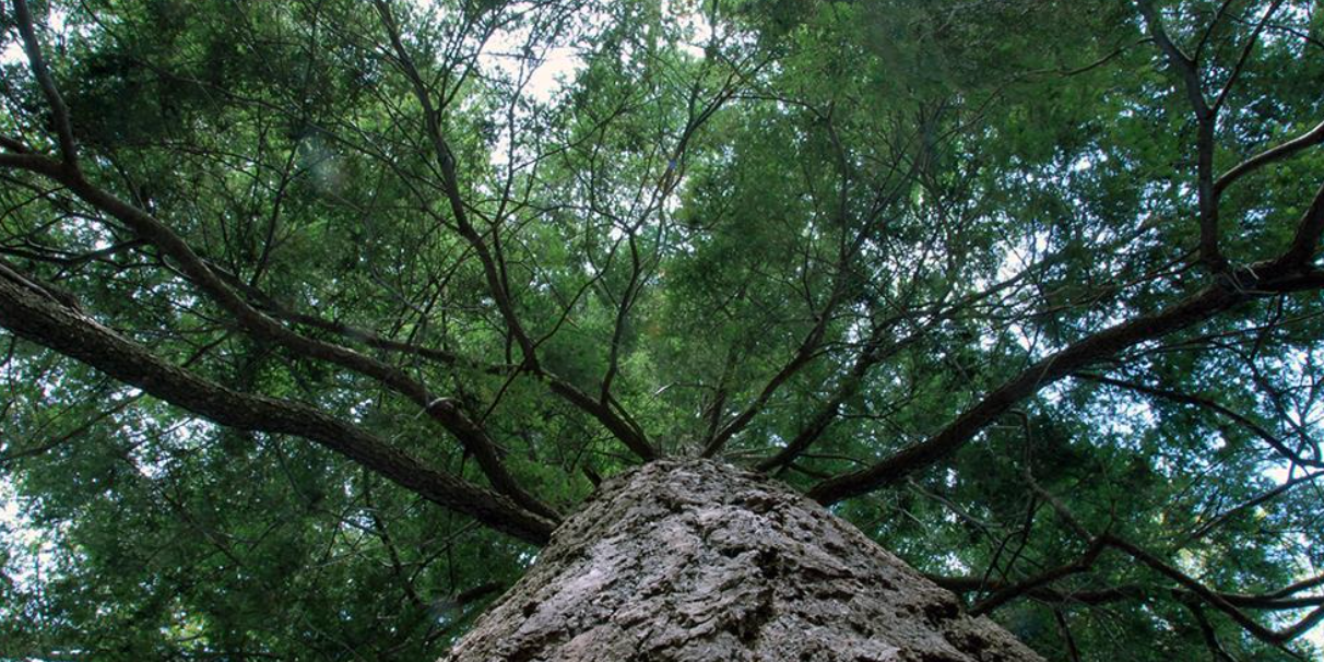 The Eastern hemlock tree