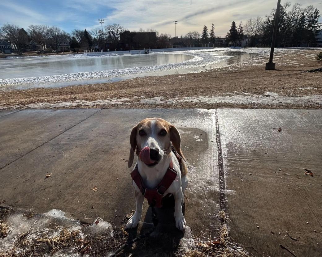 A beagle licks his snout while sitting on a sidewalk in front of an outdoor ice rink at a Minneapolis public park.