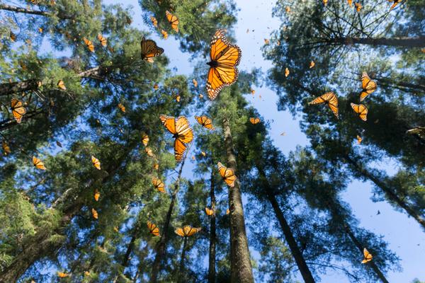 butterflies under trees