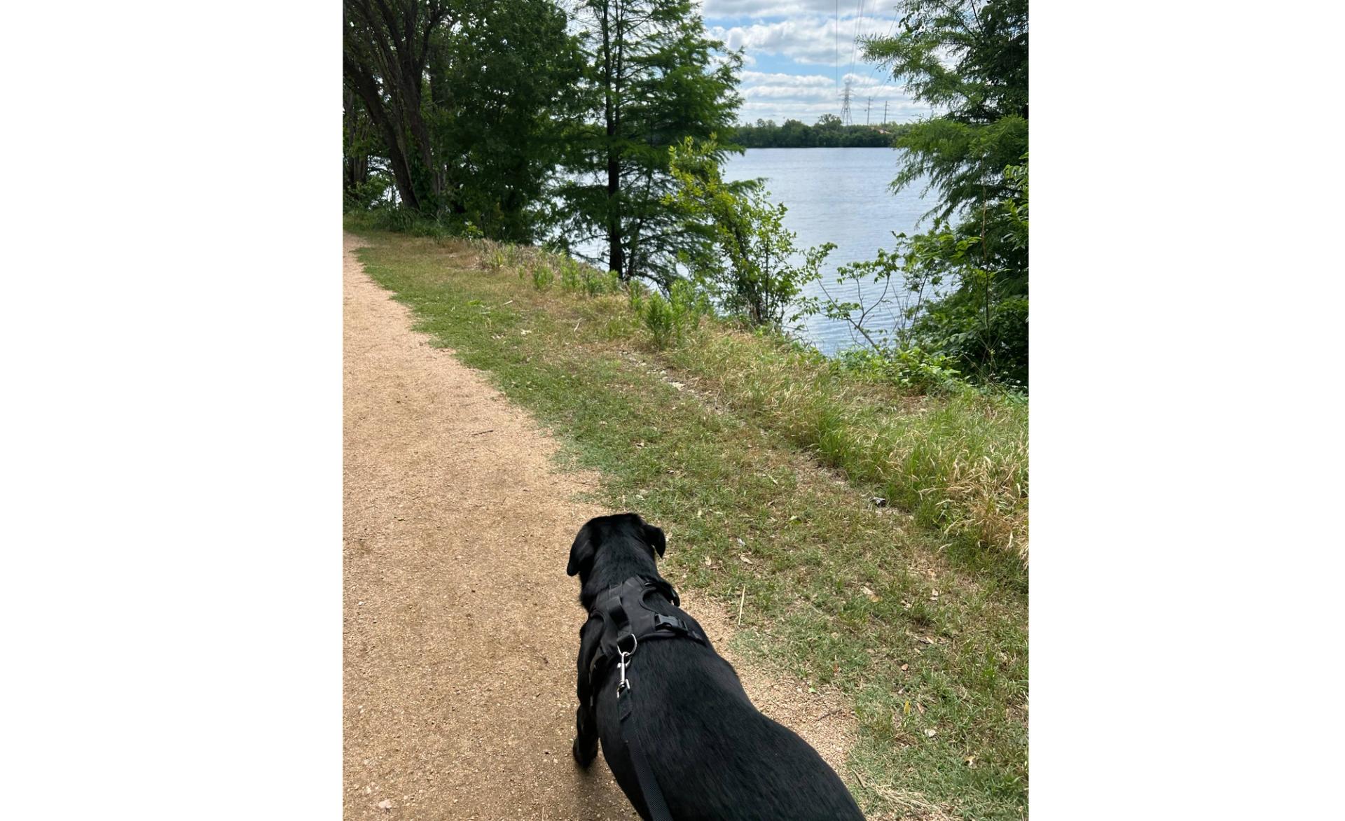 A black dog walks on a gravel trail next to greenery and a blue lake.