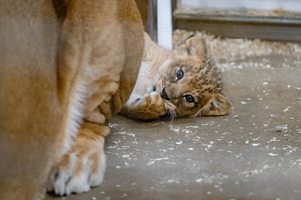 lion cub laying on the ground behind mom